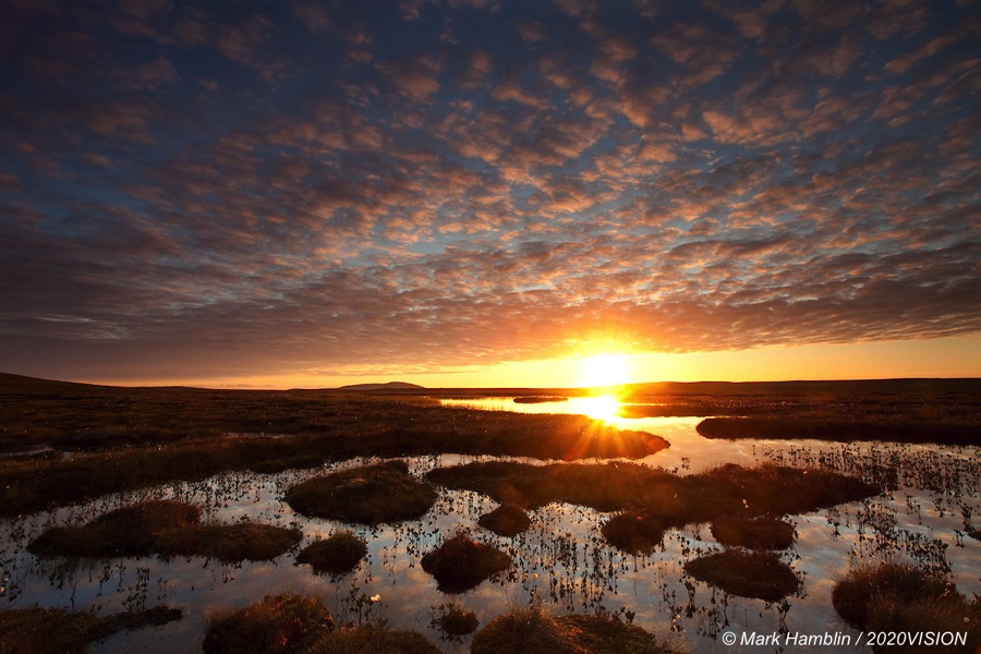 Pools and bog peatland at dawn, Flow Country